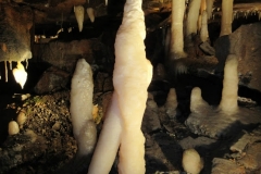 Cactus Formation